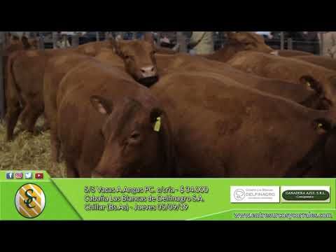 05-09-19 - Venta de Vacas y Vaquillonas A.Angus PC. - Cabaña Las Blancas - Chillar