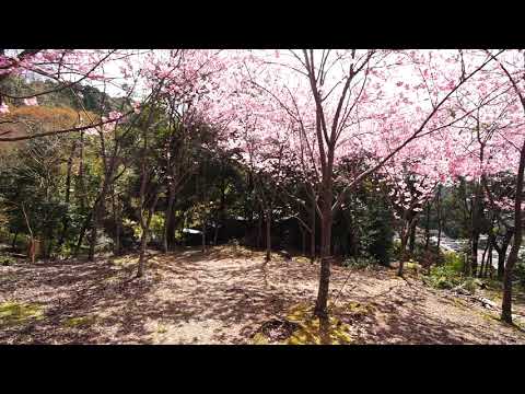 2019.04.05 京都･熊野若王子神社上方的櫻花苑 (慢速櫻吹雪)