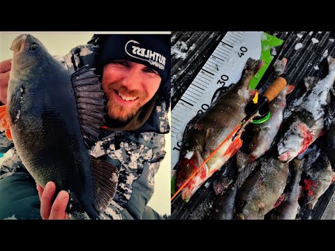 JÄTTIAHVEN PILKILLÄ | RÄNTÄSATTEESSA ISOJA AHVENIA JIGILLÄ!