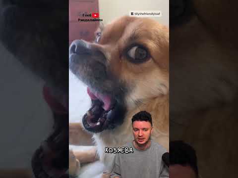 История Собаки Тилли 🥰