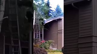 Ladders and Chainsaws VS Workers !!! 😅 #forestry #stihl #funny #Chainsaw #video