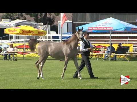 N.82 DA ALIHANDRA - Ströhen 2016 B-Show - Yearling Fillies (Class B)