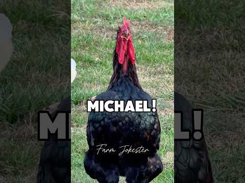 Michael!, Oh Michael!, Michael! Michael where are you? Come get your bird! #chicken #mike #chicken