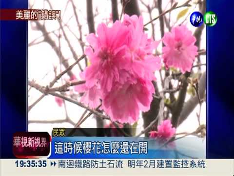 花期錯亂了! 梅花.櫻花10月開