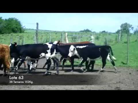 Lote 38 Terneras HER Y CRUZA 152kg -  en RUTA 11 km 34