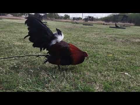 Penny Hatch Gamefowl by Thundervalley Gamefarm (Gallos Hatch)
