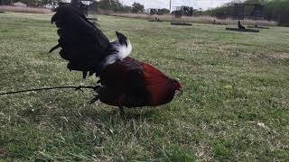 Penny Hatch Gamefowl by Thundervalley Gamefarm (Gallos Hatch)