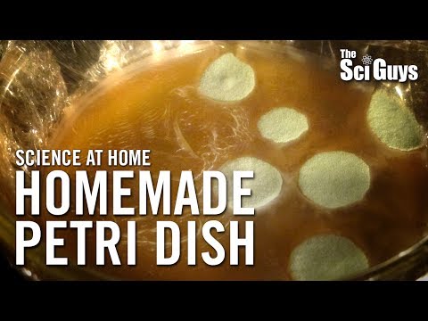 download lagu mp3 mp4 Homemade Agar Gel, download lagu Homemade Agar Gel gratis, unduh video klip Homemade Agar Gel