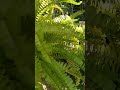 The Fierce Beauty of the Tiger Fern: A Guide to Growing and Caring for this Striking Plant #fern