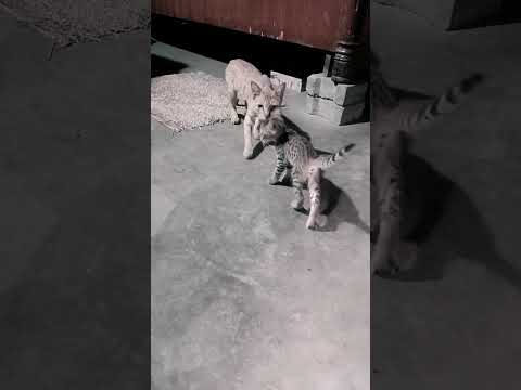 ana kucig#cat #newmusic #mama #funny #lakshit and#harshit 8396