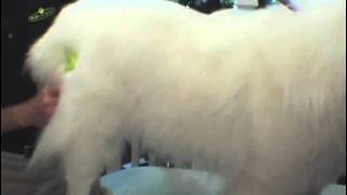 FURminator Rake - A Petco Product Feature