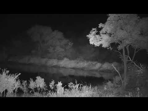 Djuma: Sights and sounds with a light rain going on - 18:39 - 06/16/20