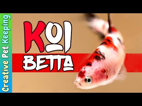 Betta Fish | Red Koi cellophane hmpk (halfmoon plakat)