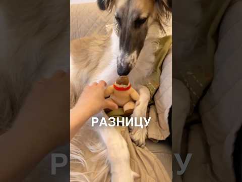 Зашила игрушки пёсика 😂 #истории #история #новости #новость #shorts