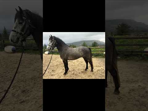 Connemara Pony - Image 2