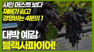 달콤한 샤인머스켓을 이을 대박 예감의 포도?! (가지포도, 블랙사파이어)