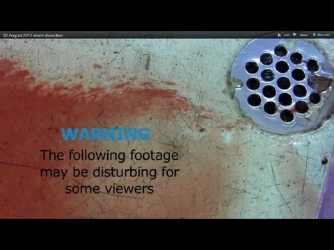 Great white shark dissection, South Africa | Dyer Island Conservation Trust