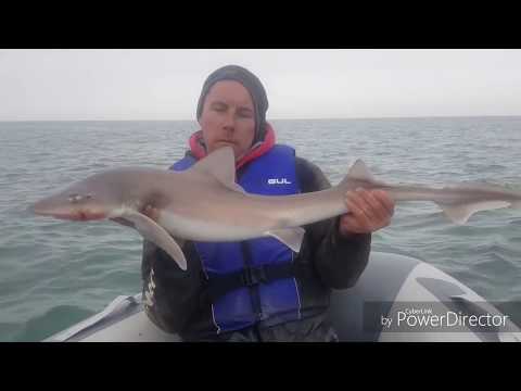 A shark is caught and brought aboard the tiny boat