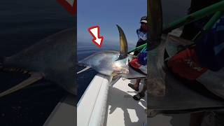 Download lagu This angler managed to catch 100 kg of tuna😱 #shorts #viralvideo #fishing #fishing #tuna mp3 Download lagu This angler managed to catch 100 kg of tuna😱 #shorts #viralvideo #fishing #fishing #tuna mp3
