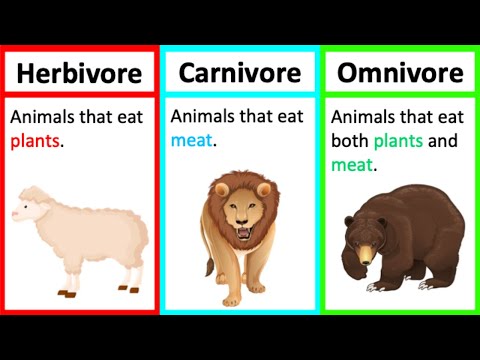 Herbivore, Carnivore & Omnivore | Types of animals | What's the difference?