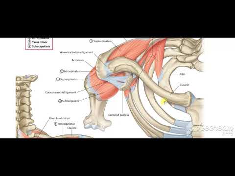 Rotator cuff muscles 1