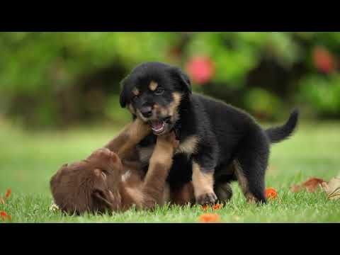 Roi na je yaad meri aayi ve 😭// Breakup whatsapp status 😭😭❤️