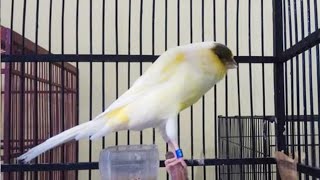 Download lagu 🔴KENARI CENGKOK MEWAH GACOR JERNIH mp3