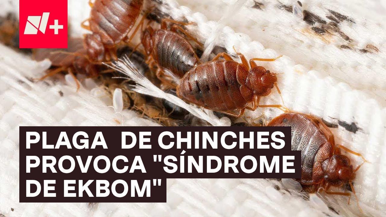 María De Lourdes Alegría Peña-6