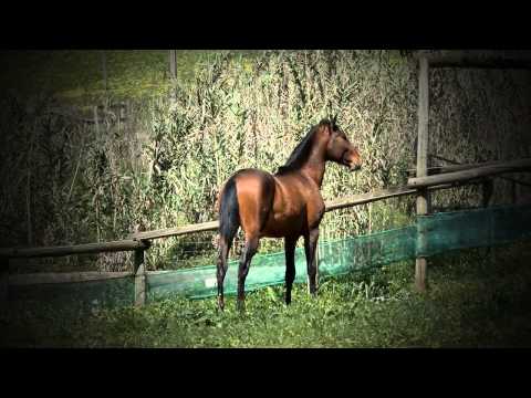 Hippus - Quinta da Estribeira © 2014