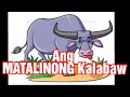 Gaano katalino ang Kalabaw? | Ang matalinong Kalabaw