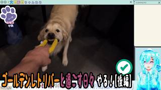 【実況】ゴールデンレトリバーと過ごす日々やる！【後編】