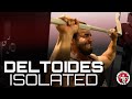 DELTOIDES - ISOLATED