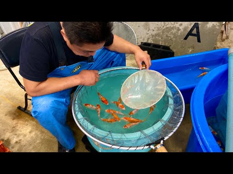 How does a KOI BREEDER selectively breeds his fish? | SENBETSU DAINICHI KOI FARM JAPAN
