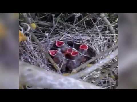 Un nido de pajaritos
