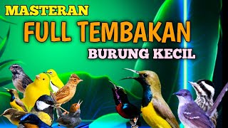 Download lagu 2 jam masteran BURUNG KECIL full tembakan kasar rapat suara jernih mudah di tiru mp3