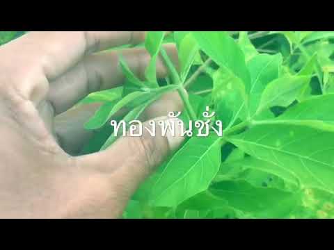 Atenolol สำหรับโรคสะเก็ดเงิน โรคผิวหนังภูมิแพ้สาเหตุ