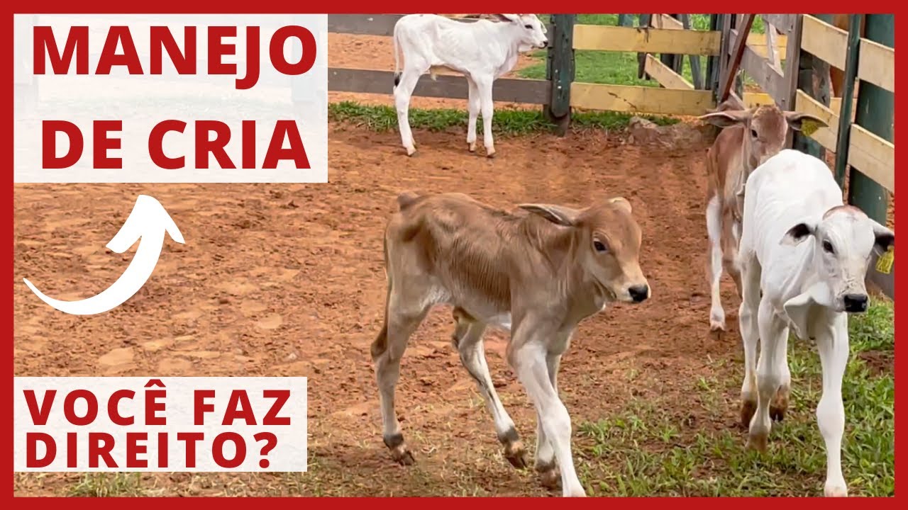 CRIA de GADO DE CORTE - DICAS DE MANEJO para CRIAÇÃO DE GADO