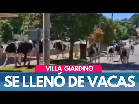 INSÓLITO: VILLA GIARDINO SE LLENÓ DE VACAS
