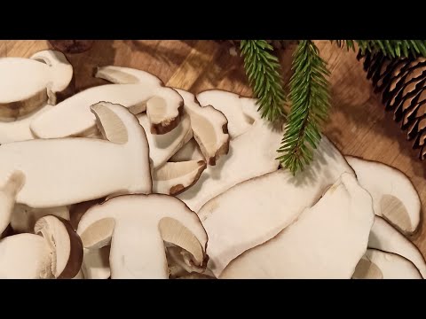 funghi porcini fritti alla toscana