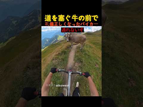 道を塞ぐ牛の前で礼儀正しくなったバイカー