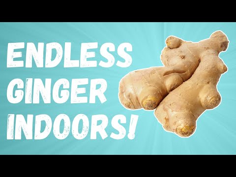 Growing an ENDLESS SUPPLY OF GINGER indoors!