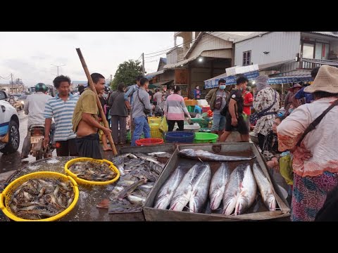 Amazing Big Site Of Market Fish In Phnom Penh - Morning Market Scene Fish @ Prek Pnov District 2021