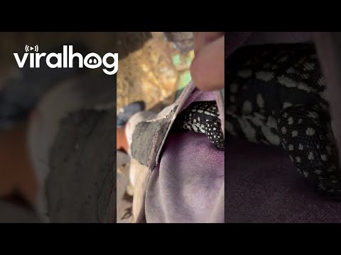 Farmer Keeps a Lizard In His Pocket || ViralHog