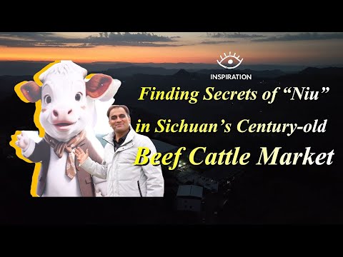 Finding Secrets of “Niu” in Sichuan's Century-old #Beef Cattle Market