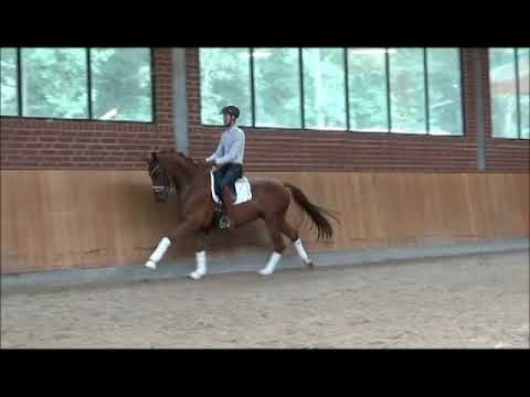 Fiderbach gelding 3 years old 164 cm