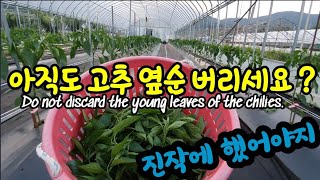 아직도 고추 옆순따서  버리세요?  Do not discard the young leaves of the c…