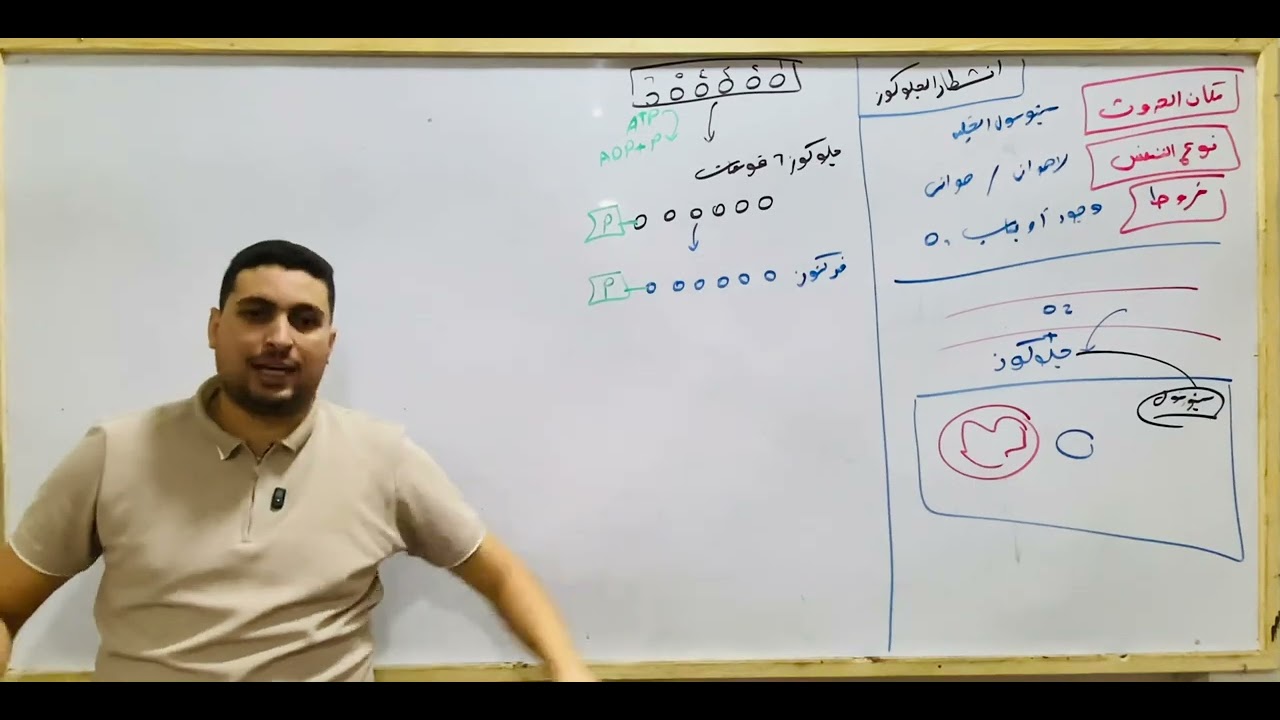 شرح خطوات انشطار الجلوكوز في التنفس الخلوي