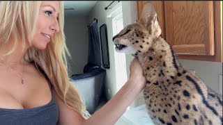 Watch This Cat Say Mom!!