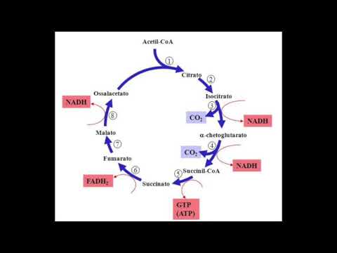 Taras De Manio - CICLO DI KREBS FREESTYLE ( STAI ZITTO FREESTYLE)