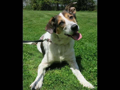 Trixie, an adopted Collie & Hound Mix in Guelph, ON_image-1